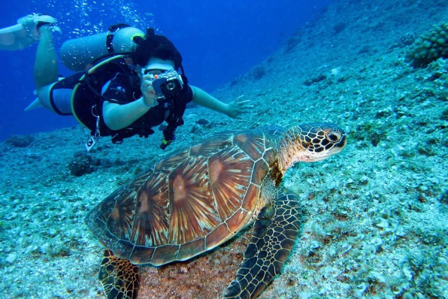 Abu Dabbab Turtle Snorkeling