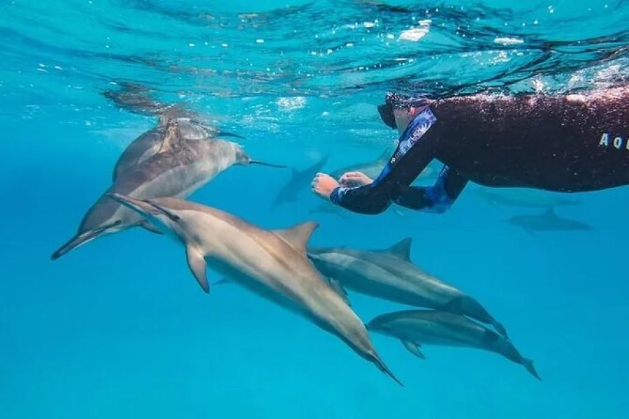 Dolphin House Snorkeling Tour
