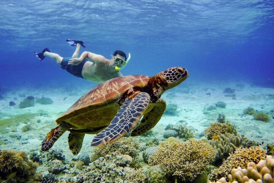 Marsa Mubarak Snorkeling Tour