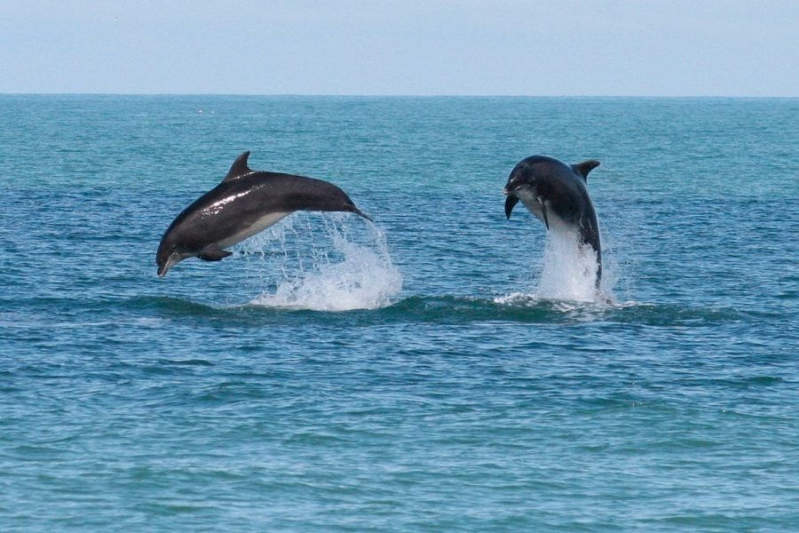 Sataya Dolphin Reef Trip